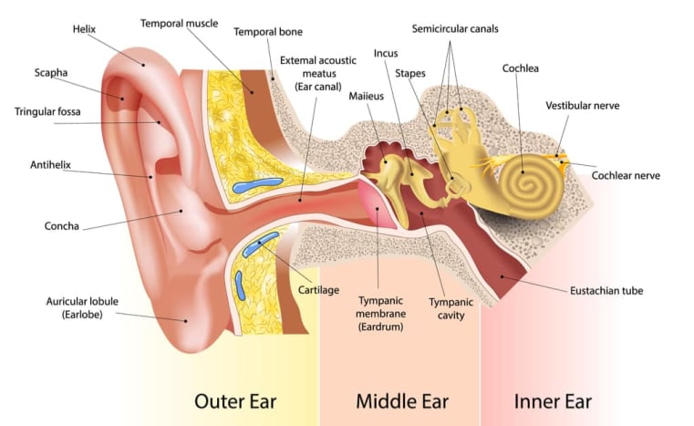 bagian telinga