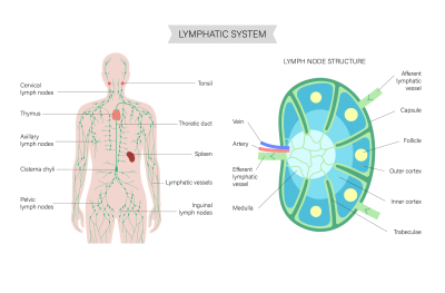 sistem limfatik