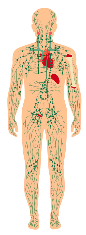 9. Sistem limfatik 