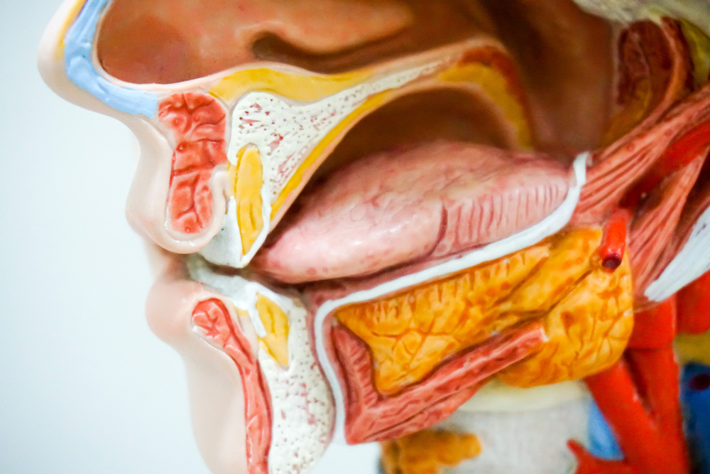anatomi mulut depan
