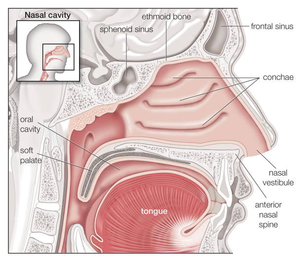 21+ Anatomi Hidung Dan Tenggorokan