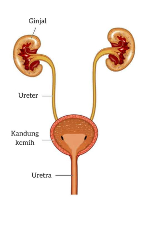 Berikut ini merupakan urutan proses pembentukan urine yang benar adalah ….