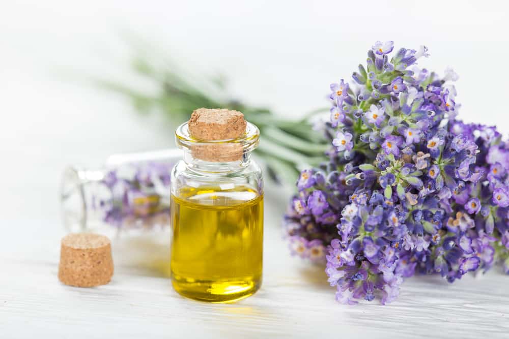 essential oil untuk ibu hamil, minyak lavender untuk rambut