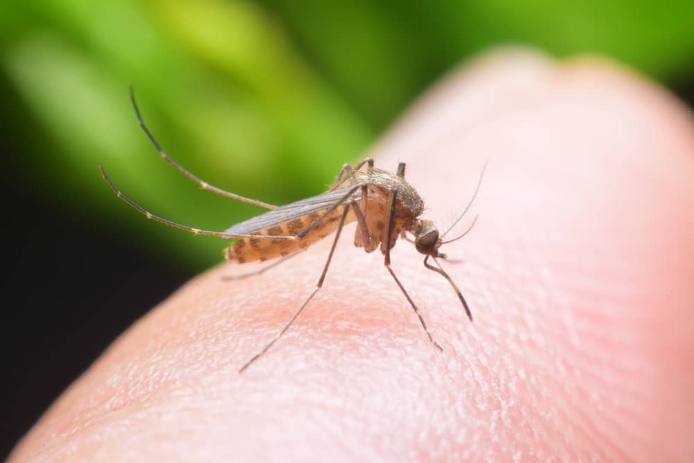 4 Langkah Pencegahan Malaria yang Efektif