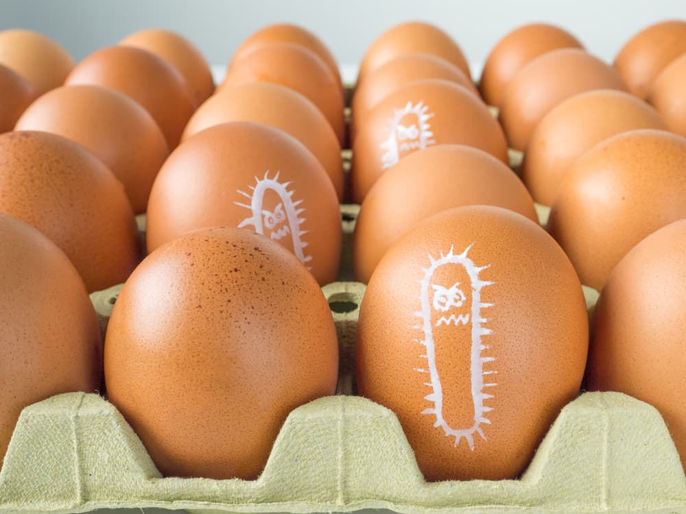 Telur Ayam Bisa Terkontaminasi Salmonella! Bagaimana Menghindarinya?