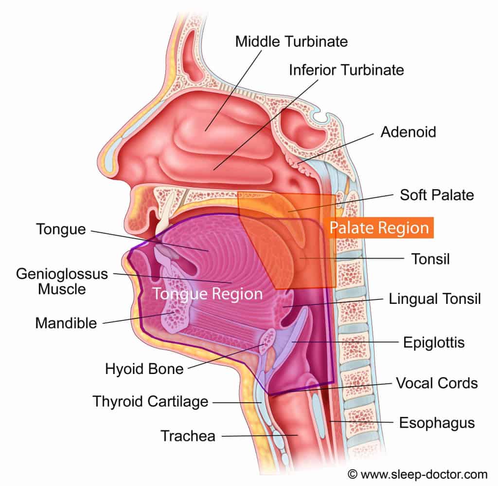 50+ Anatomi Fisiologi Wajah