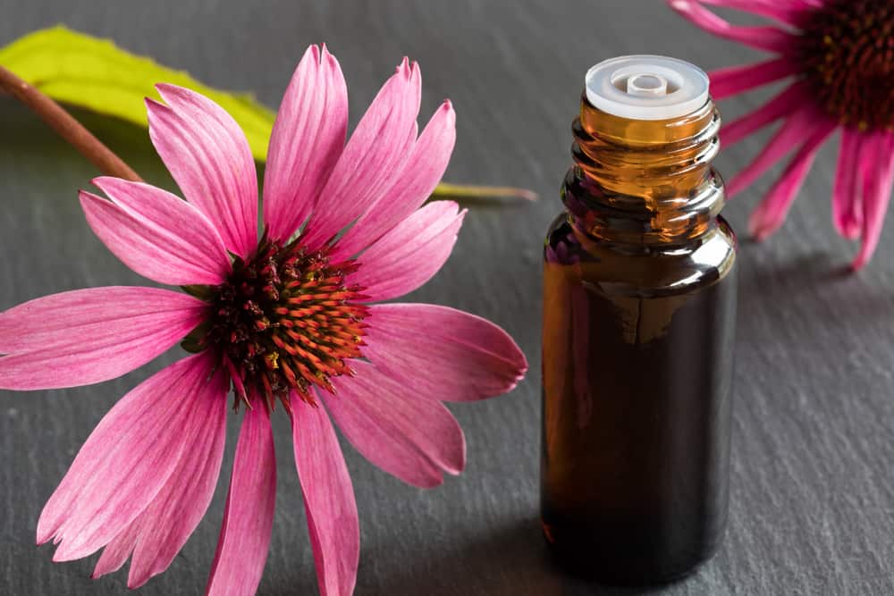 Echinacea, Inilah 9 Manfaatnya untuk Tubuh