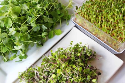 microgreens, sayuran hijau