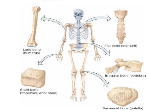 Tulang rahang atas dan bawah ditunjukkan oleh nomor