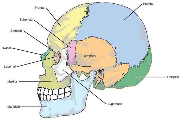 Hubungan antar tulang tengkorak pada kepala adalah