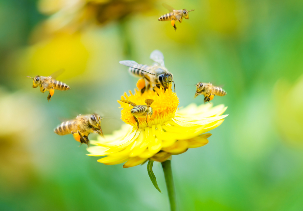 3 Manfaat Terapi Sengat Lebah untuk Kesehatan, Berani Coba?