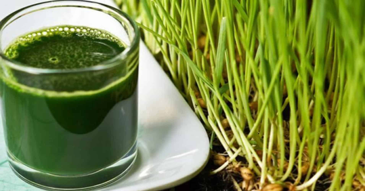 Wheatgrass