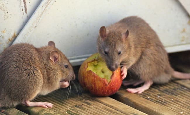 Awas, Ini 6 Penyakit Berbahaya yang Disebabkan oleh Tikus