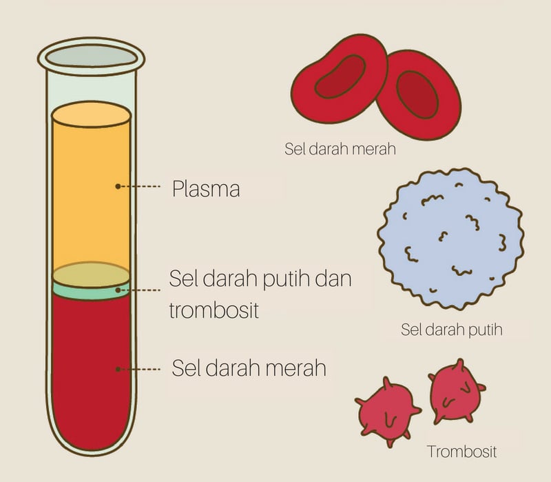 Mengenal Komponen Penyusun Darah Dan Fungsinya Dalam