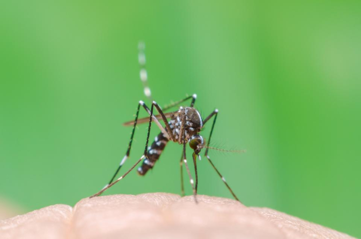 mencegah virus zika