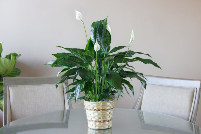 tanaman peace lily