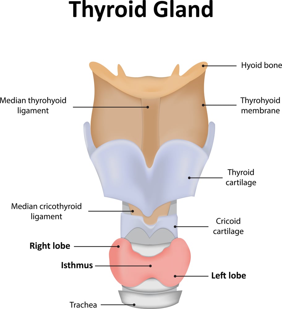 anatomi kelenjar tiroid