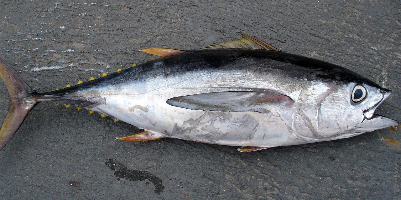 Kenali 5 Jenis Ikan yang Mengandung Merkuri dan Bahayanya