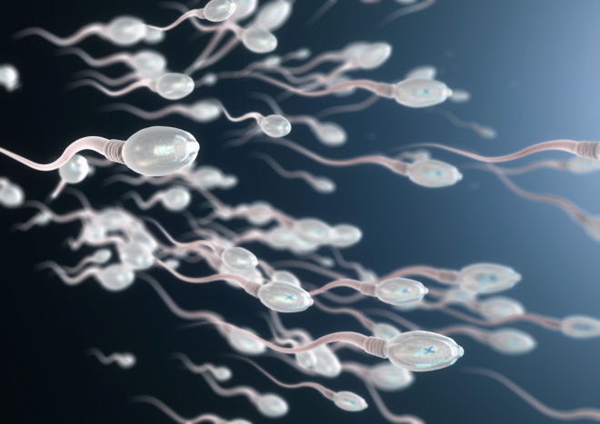 sperma mati