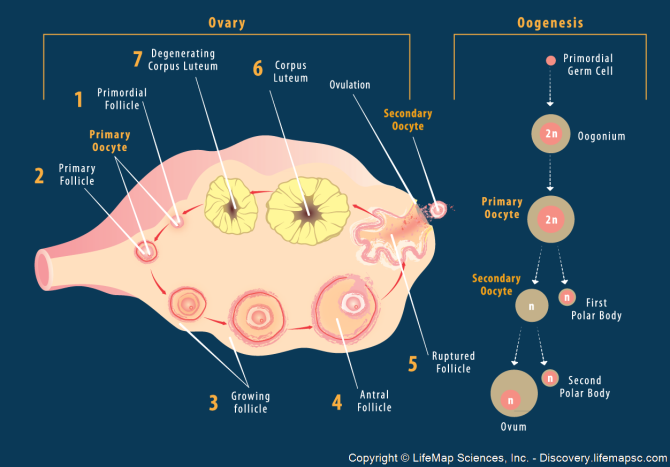 Pada wanita,umumnya setiap 28 hari terjadi pelepasan sel telur dari ovarium.peristiwa pelepasan sel telur ini disebut