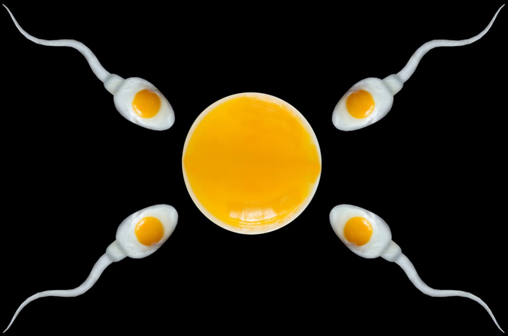 Sel telur sperma disebut antara sel bertemunya dan proses bertemunya