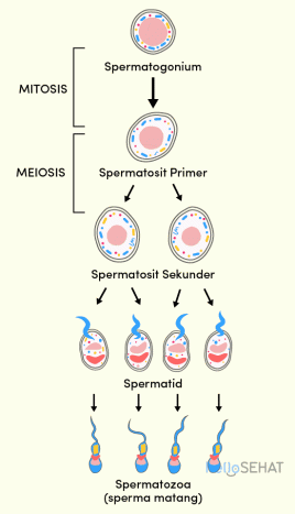 Urutan spermatogenesis yang benar adalah