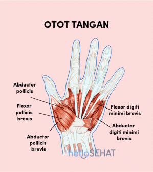 Anatomi Otot Opponens Pollicis Pada Tangan Manusia Anatomi Tutorial