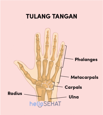 Apa Fungsi Tulang Pergelangan Tangan – Tips And Solution