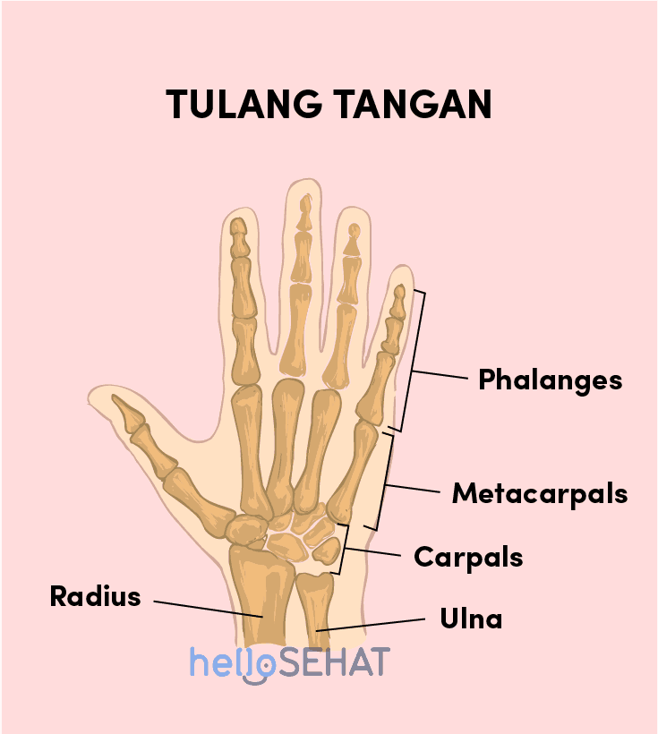 Mengenal Fungsi Anatomi Dan Gambar Tangan Manusia