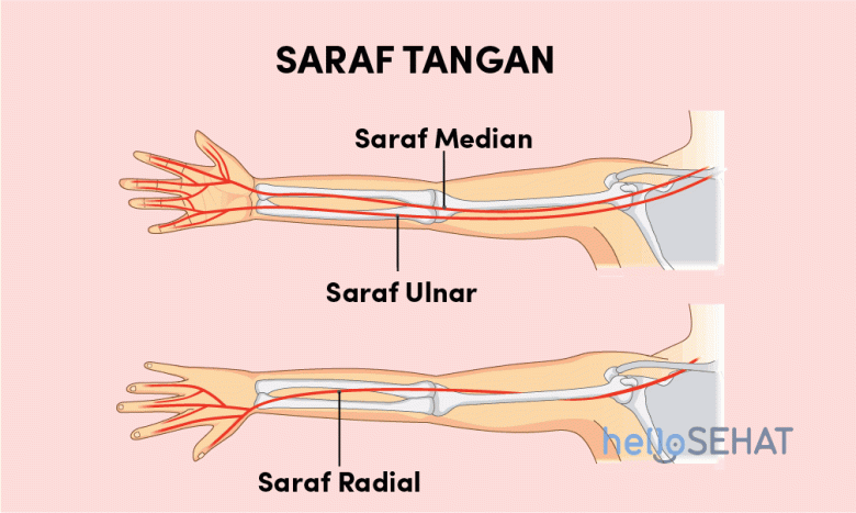 Jenis otot yang terdapat pada tangan dan kaki adalah