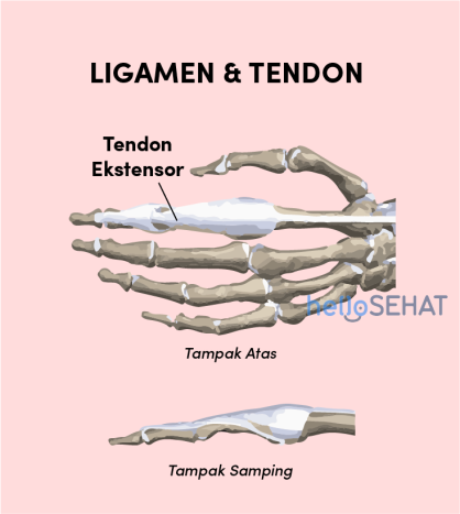 gambar tangan tendon ligamen