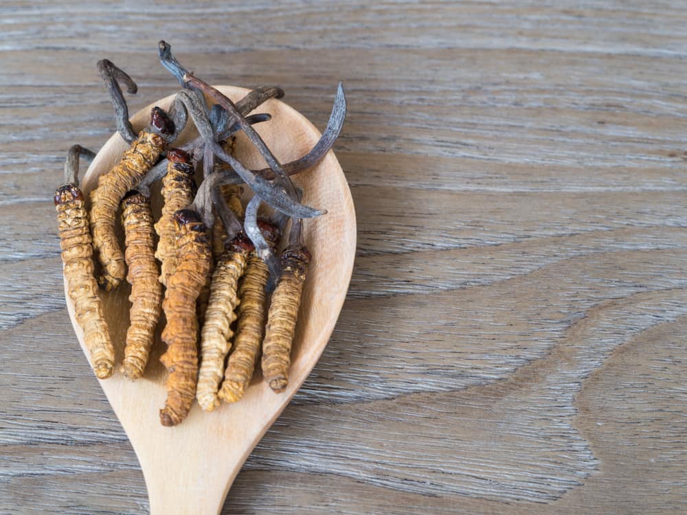 7 Manfaat Cordyceps, Jamur yang Bisa Meningkatkan Stamina