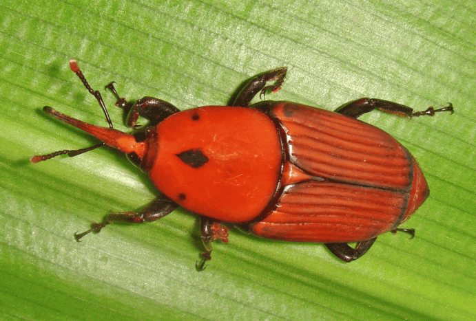 kumbang sagu