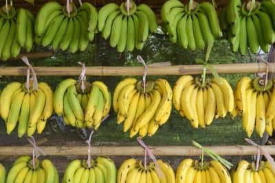 nutrisi pisang hijau vs pisang kuning
