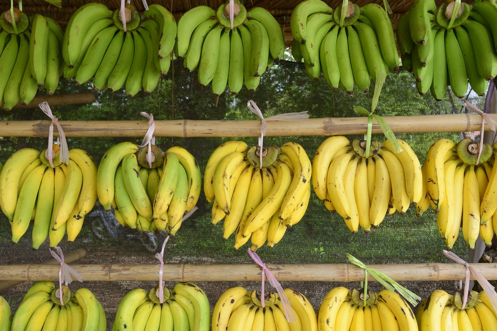 Pisang Hijau vs Pisang Kuning, Mana yang Lebih Bernutrisi dan Mengenyangkan?