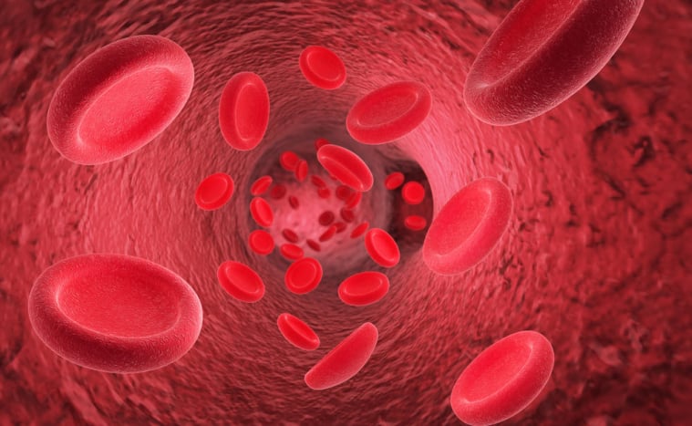 sistem peredaran darah pada manusia
