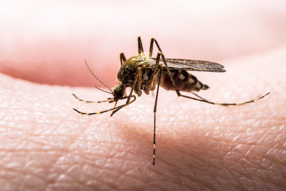 Pertolongan Pertama Mengatasi Gigitan Agas, Serangga Kecil Mirip Nyamuk