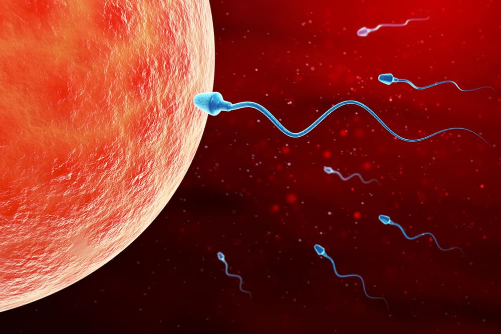 Oligospermia (Jumlah Sperma Rendah)