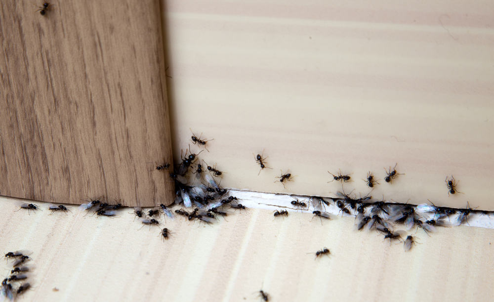 9 Cara Jitu untuk Mengusir Semut Bandel di Rumah