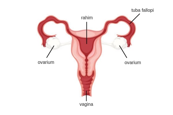 Urutan organ reproduksi pada wanita dari luar ke dalam yang tepat adalah