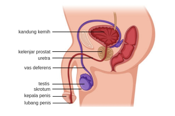 Organ reproduksi pria yang berbentuk seperti kantong di dalamnya terdapat testis dan berfungsi menjaga suhu testis agar sesuai untuk produksi sperma adalah ....