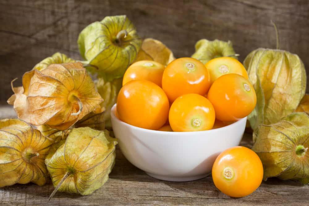 6 Manfaat Buah Ciplukan, Buah yang Biasa Tumbuh Liar