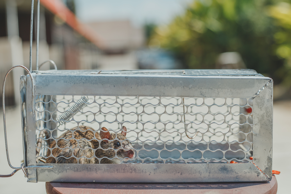 Jangan Bingung! Coba 6 Cara Ampuh Ini untuk Mengusir Tikus di Rumah