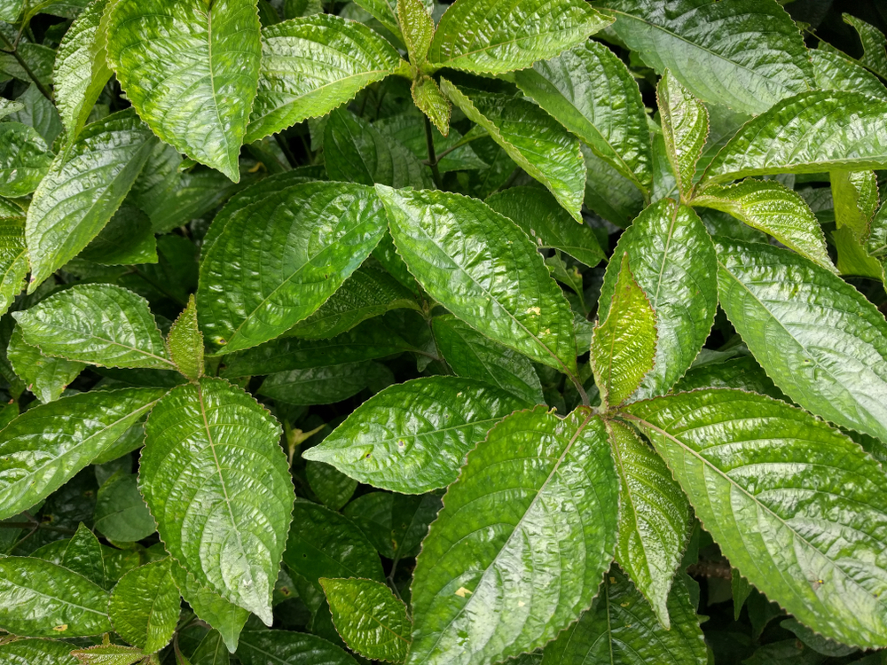 3 Khasiat Utama Daun Keji Beling Buat Kesehatan Tubuh