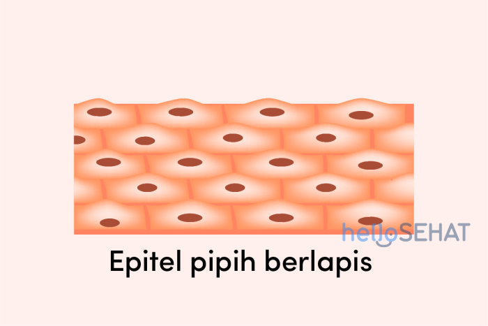 Epitel Silindris Jaringan Epitel Dan Jenisnya Biologisites Hot Sex