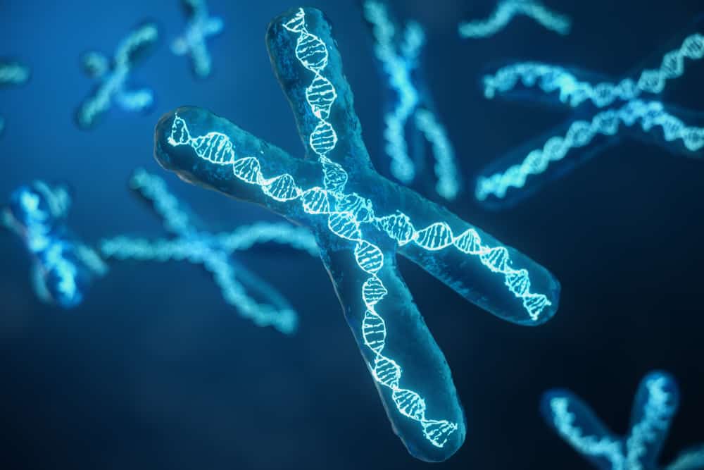 Fakta Seputar Kromosom dari Mulai Fungsi Hingga Kelainannya