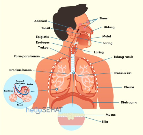 Organ pernapasan yang menjadi tempat pertukaran gas adalah