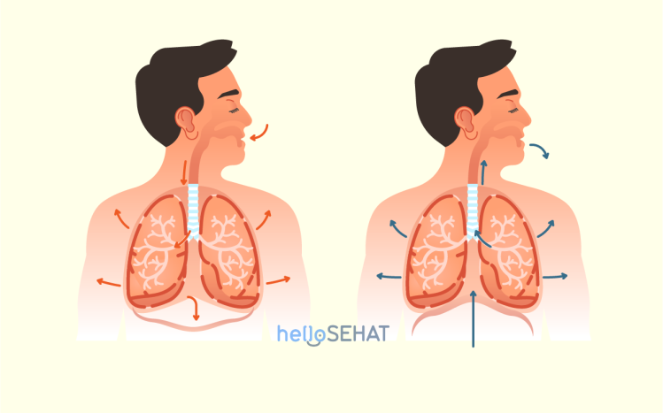 Udara yang masuk ke hidung melalui 3 proses yaitu