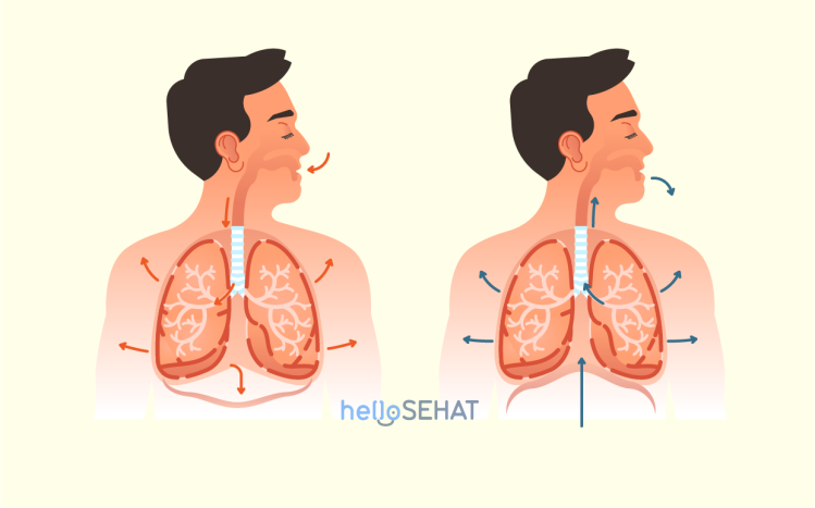 Sistem Pernapasan Manusia Organ Yang Terlibat Dan Cara Kerjanya