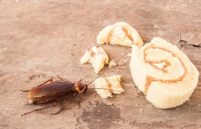 makanan yang dihinggapi kecoak